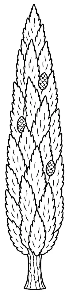 Coloriage de Cyprès de Provence : dessin au trait noir à colorier