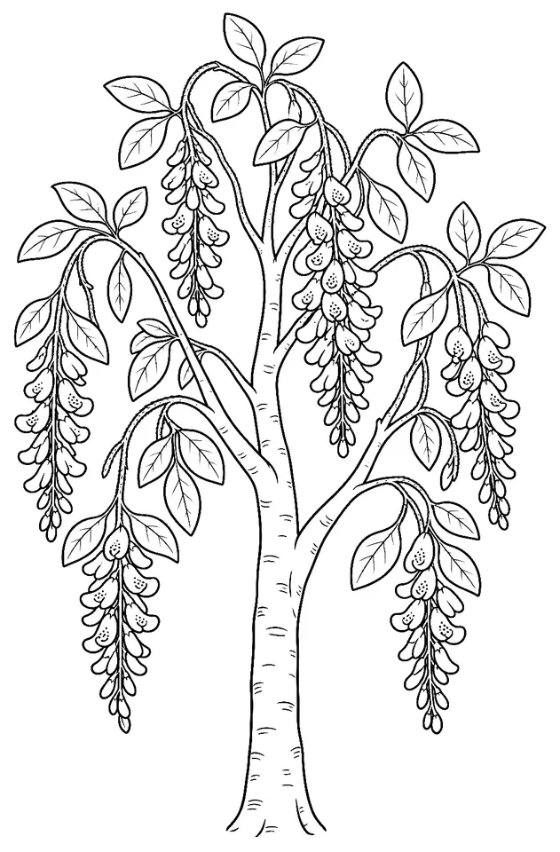 Coloriage de Cytise : dessin au trait noir à colorier