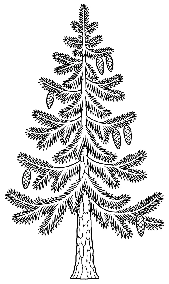 Coloriage de Épicéa commun : dessin au trait noir à colorier