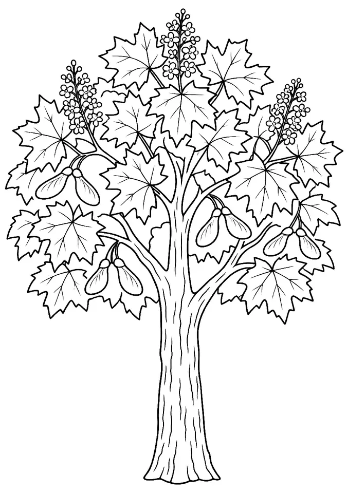 Coloriage de Érable plane : dessin au trait noir à colorier