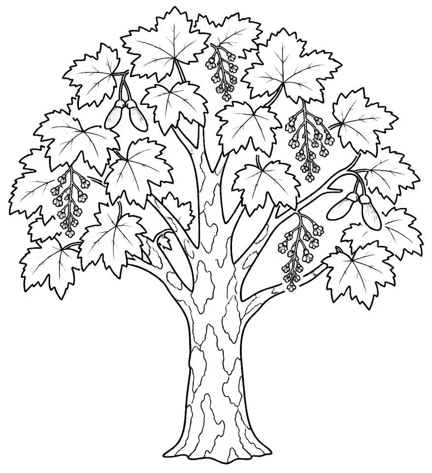 Coloriage de Érable sycomore : dessin au trait noir à colorier