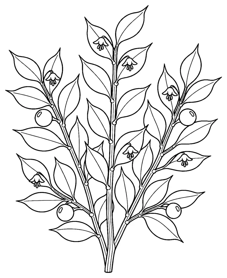 Coloriage de Fragon faux houx : dessin au trait noir à colorier