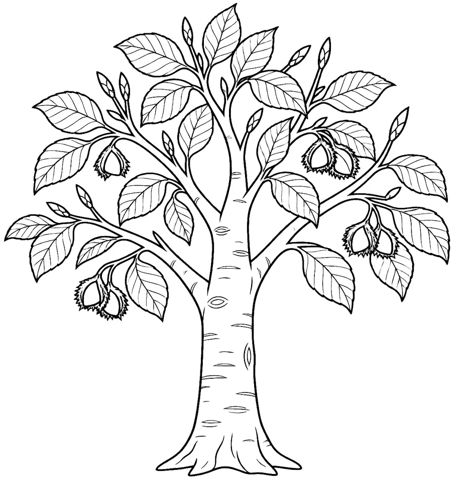 Coloriage de Hêtre commun : dessin au trait noir à colorier