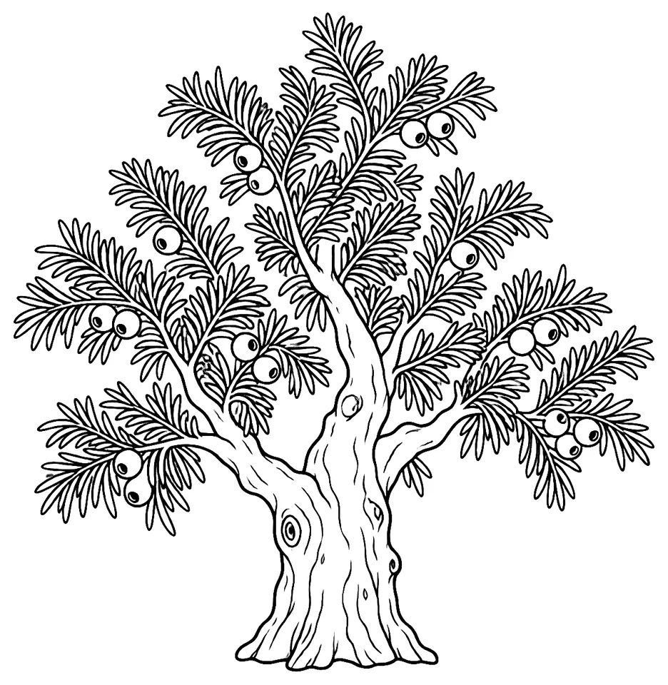 Coloriage de If commun : dessin au trait noir à colorier