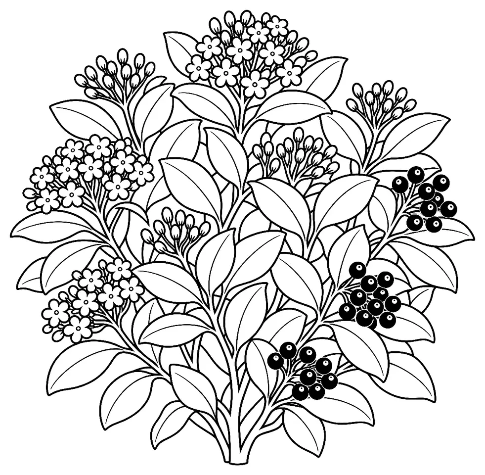 Coloriage de Laurier-tin : dessin au trait noir à colorier