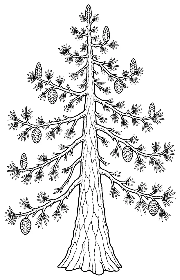 Coloriage de Mélèze d’Europe : dessin au trait noir à colorier