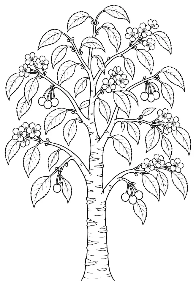 Coloriage de Merisier : dessin au trait noir à colorier