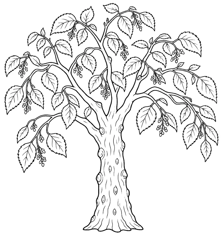 Coloriage de Micocoulier de Provence : dessin au trait noir à colorier