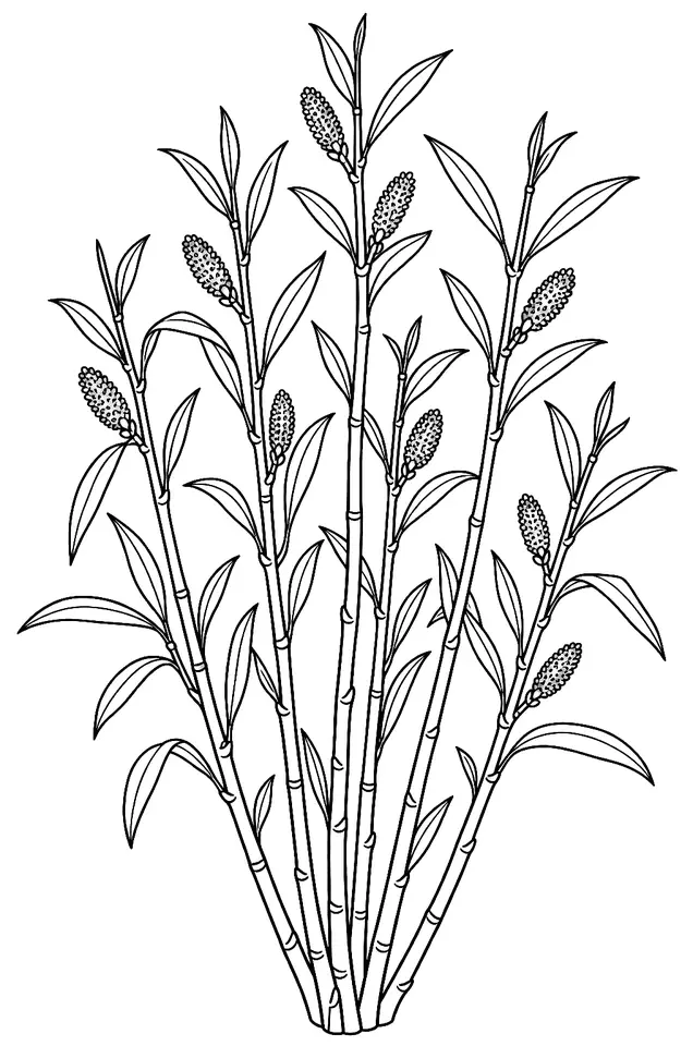 Coloriage de Osier : dessin au trait noir à colorier