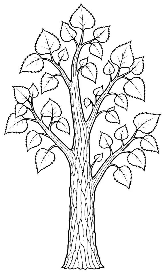 Coloriage de Peuplier noir : dessin au trait noir à colorier
