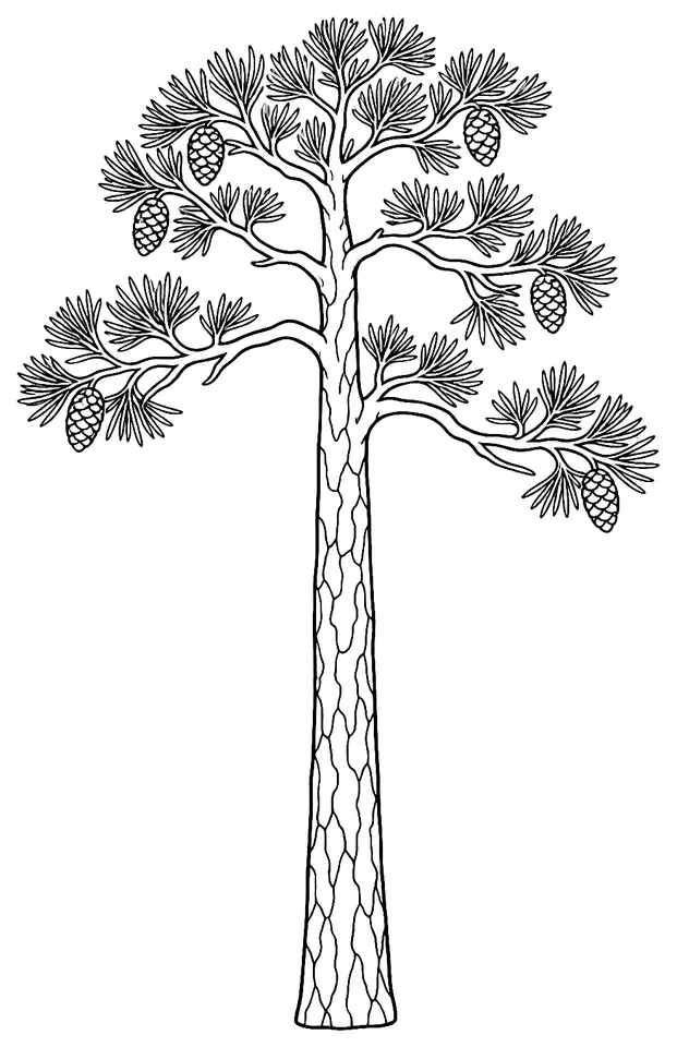 Coloriage de Pin sylvestre : dessin au trait noir à colorier