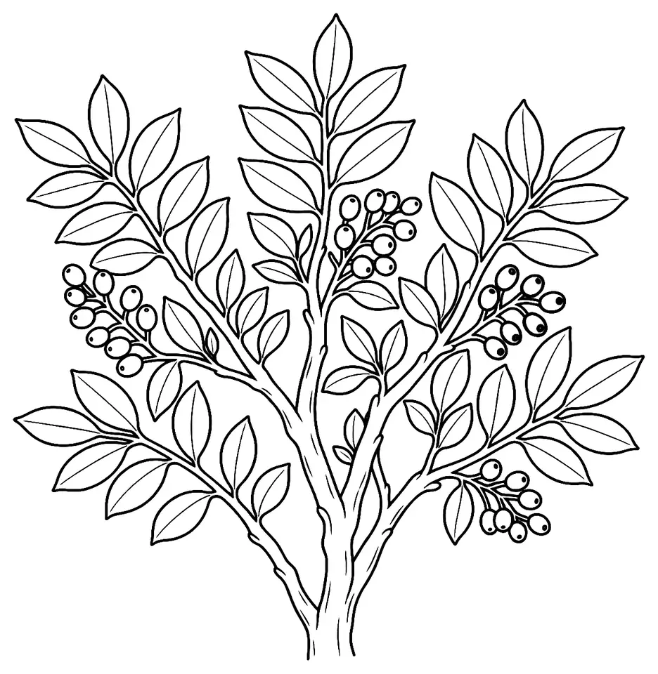 Coloriage de Pistachier lentisque : dessin au trait noir à colorier