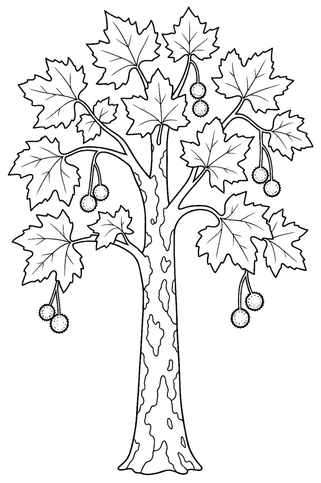 Coloriage de Platane commun : dessin au trait noir à colorier