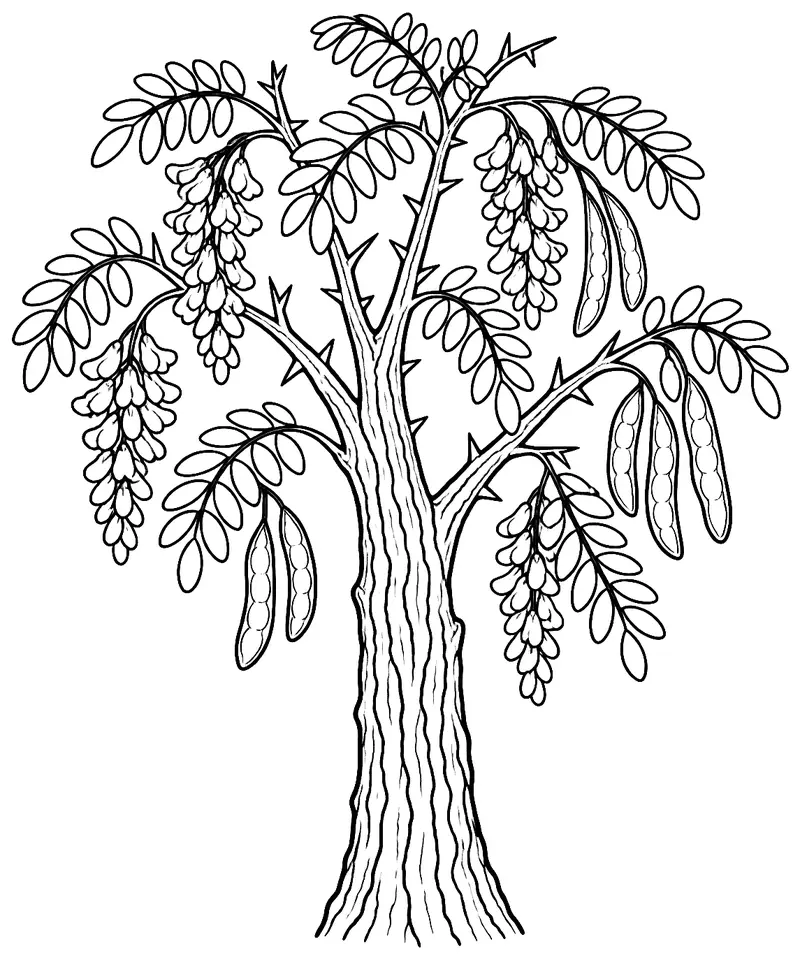Coloriage de Robinier faux-acacia : dessin au trait noir à colorier