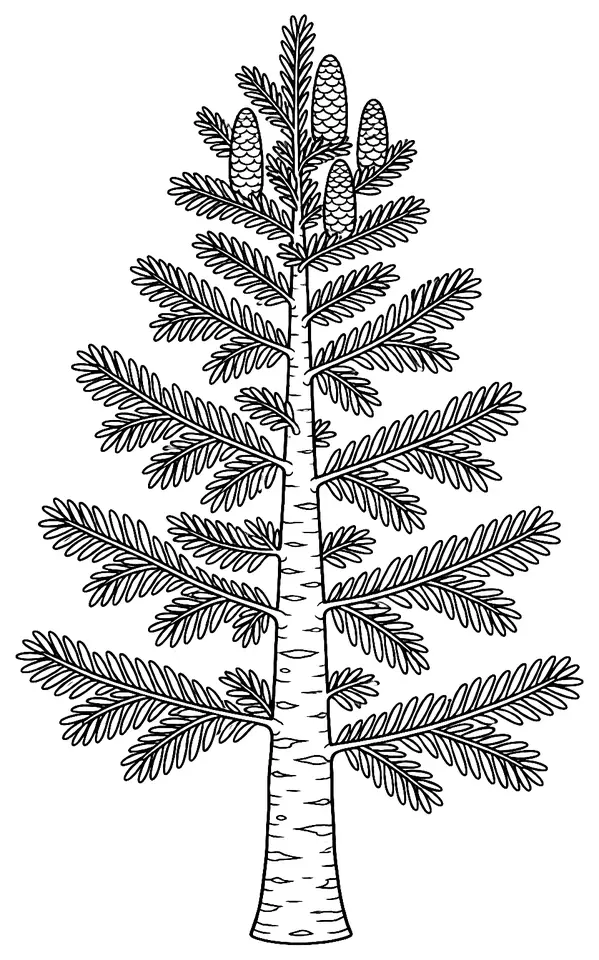 Coloriage de Sapin pectiné : dessin au trait noir à colorier