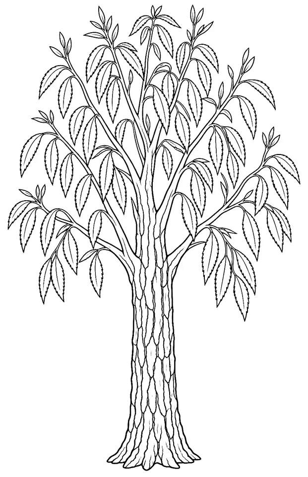 Coloriage de Saule blanc : dessin au trait noir à colorier