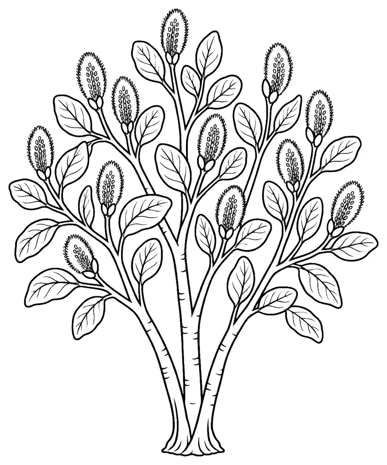 Coloriage de Saule marsault : dessin au trait noir à colorier