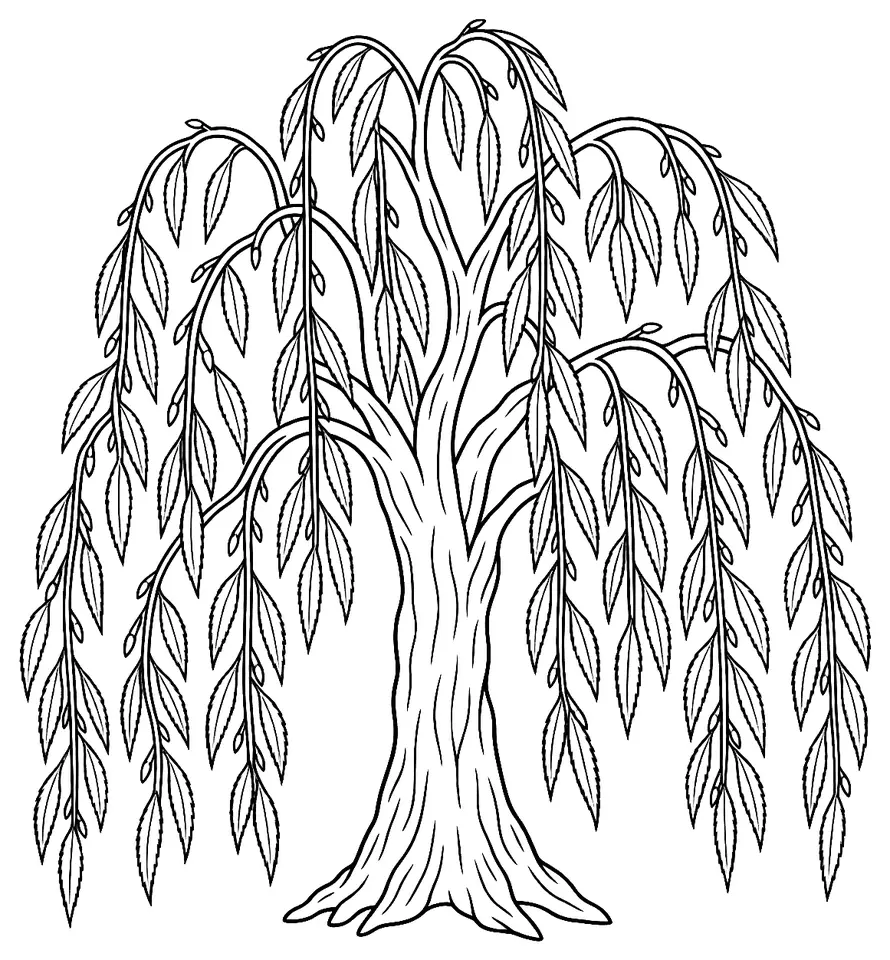 Coloriage de Saule pleureur : dessin au trait noir à colorier