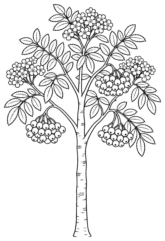 Coloriage de Sorbier des oiseleurs : dessin au trait noir à colorier