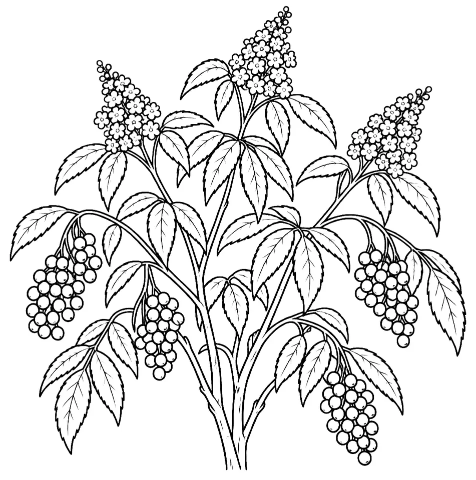 Coloriage de Sureau à grappes : dessin au trait noir à colorier