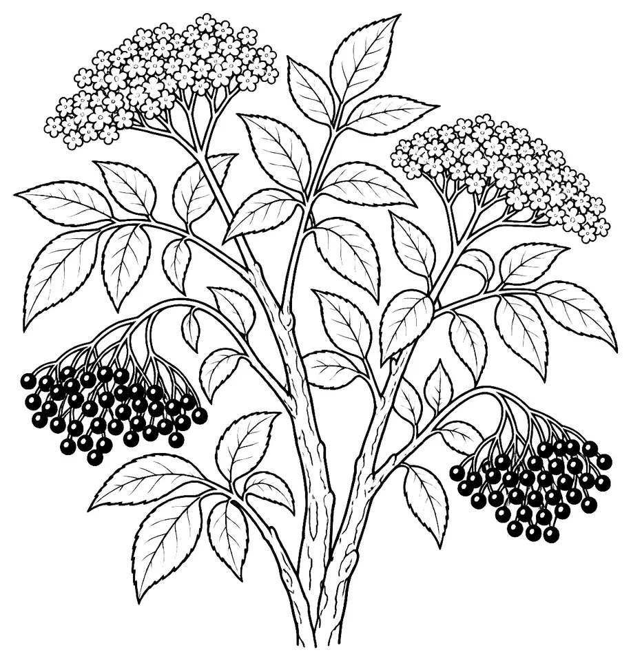 Coloriage de Sureau noir : dessin au trait noir à colorier
