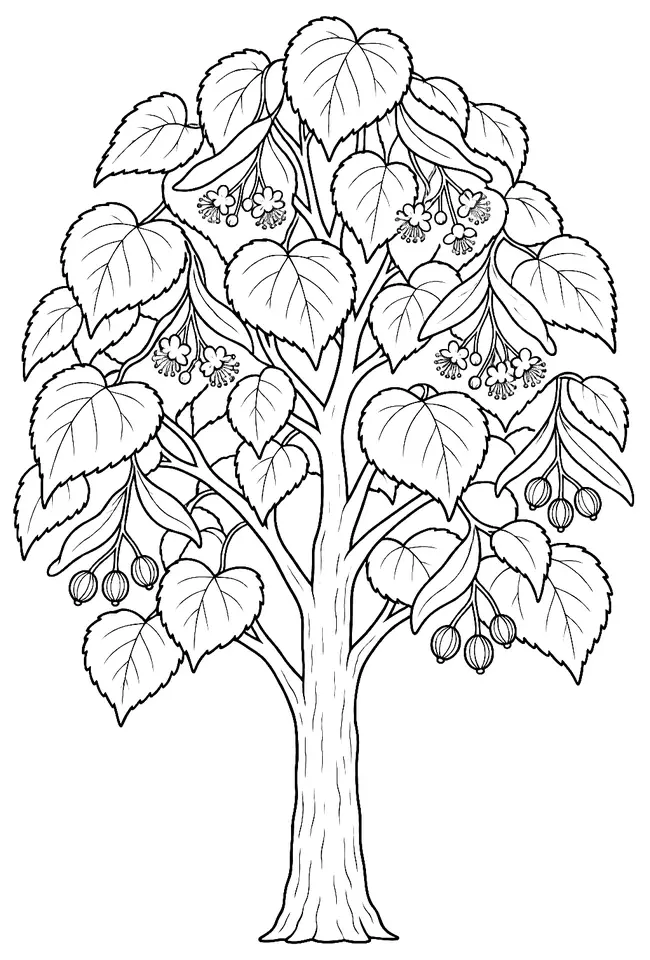 Coloriage de Tilleul à grandes feuilles : dessin au trait noir à colorier