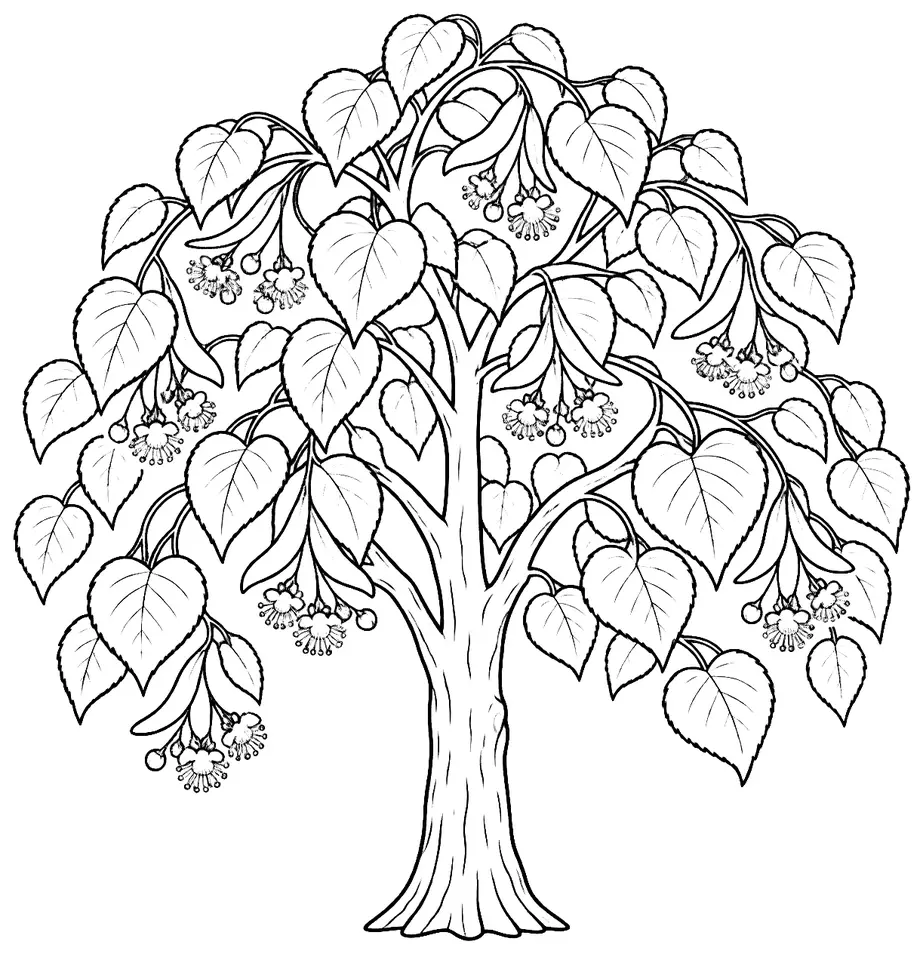 Coloriage de Tilleul à petites feuilles : dessin au trait noir à colorier