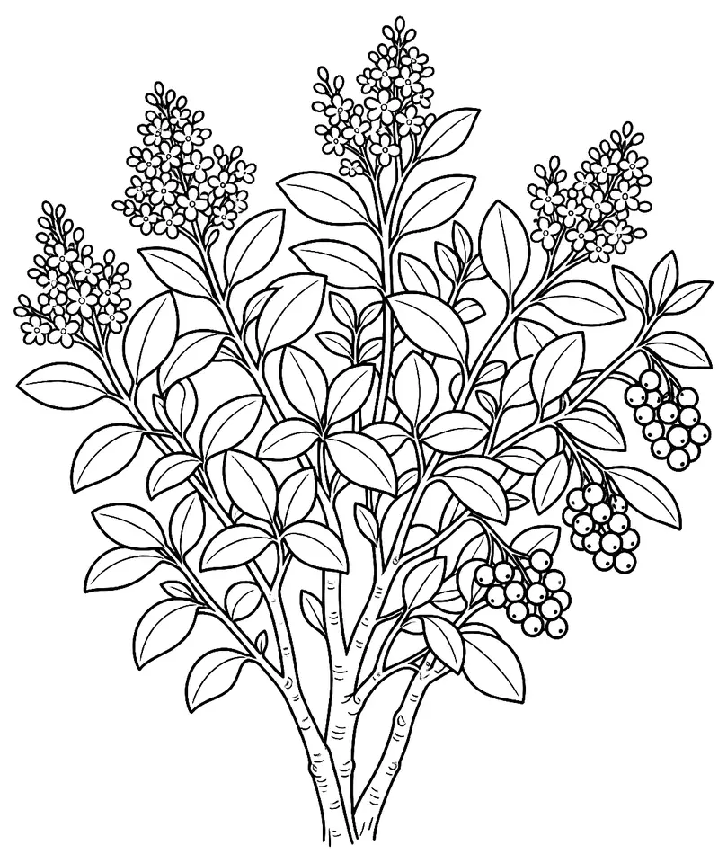 Coloriage de Troène commun : dessin au trait noir à colorier