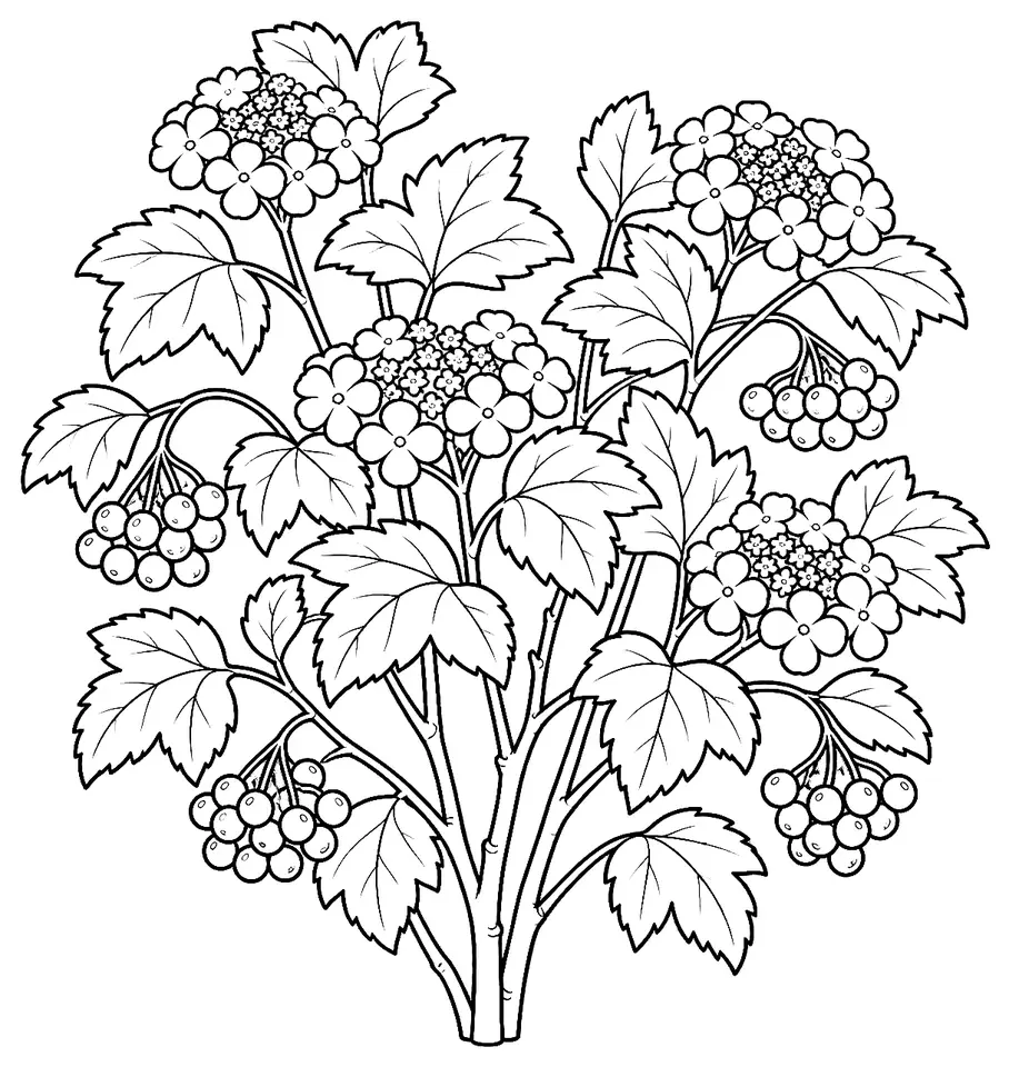 Coloriage de Viorne obier : dessin au trait noir à colorier