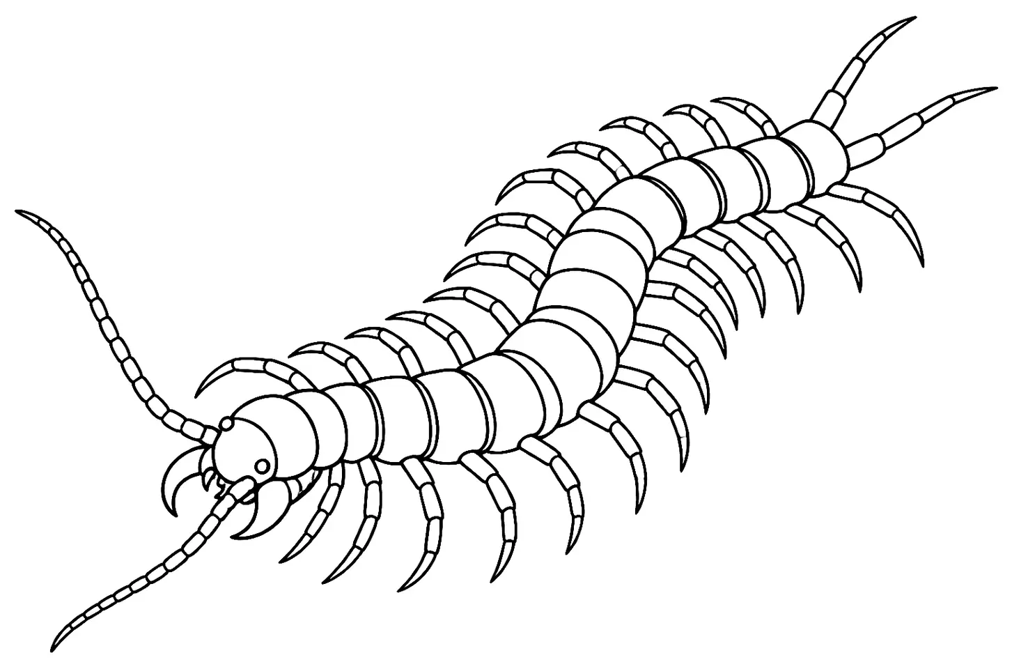 Coloriage de Scolopendre : dessin au trait noir à colorier