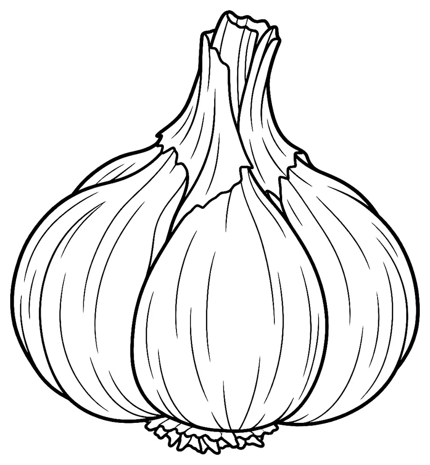 Coloriage de Ail violet de Cadours : dessin au trait noir à colorier
