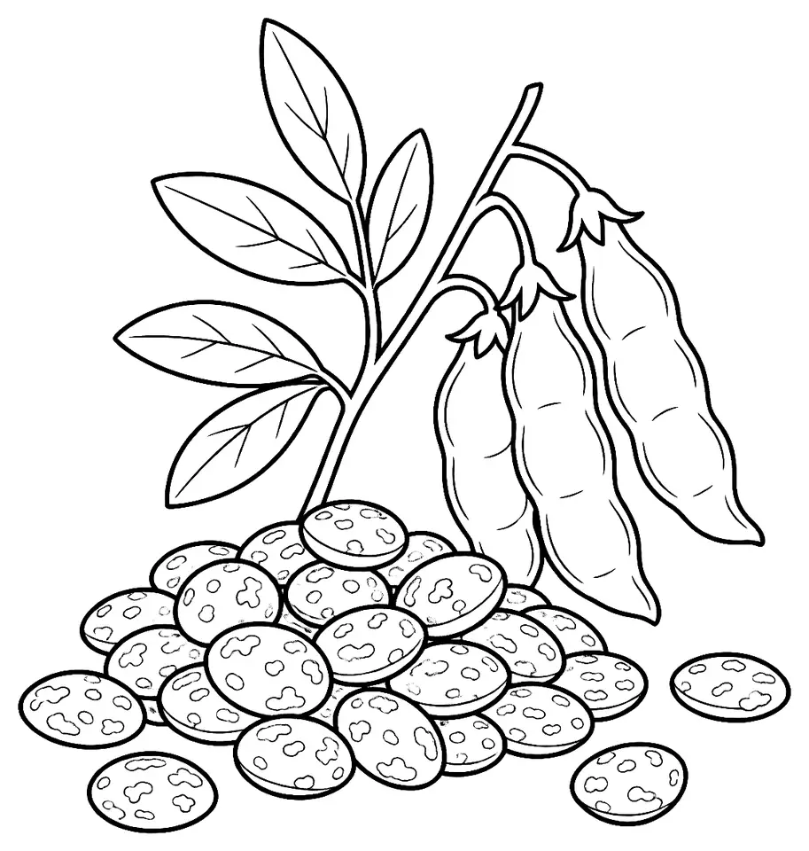 Coloriage de Lentille verte du Puy : dessin au trait noir à colorier