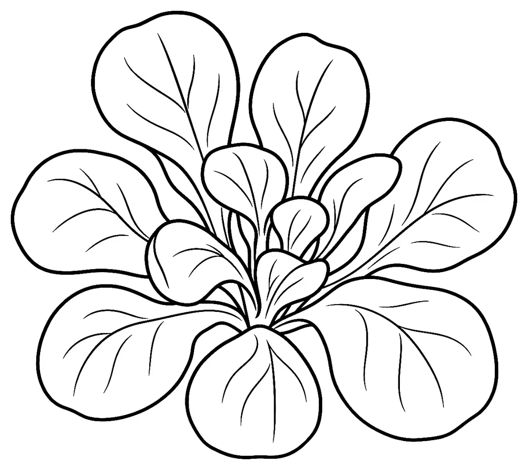 Coloriage de Mâche nantaise : dessin au trait noir à colorier