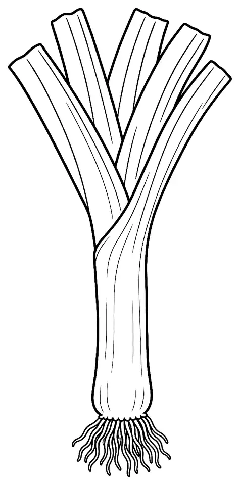 Coloriage de Poireau de Créances : dessin au trait noir à colorier