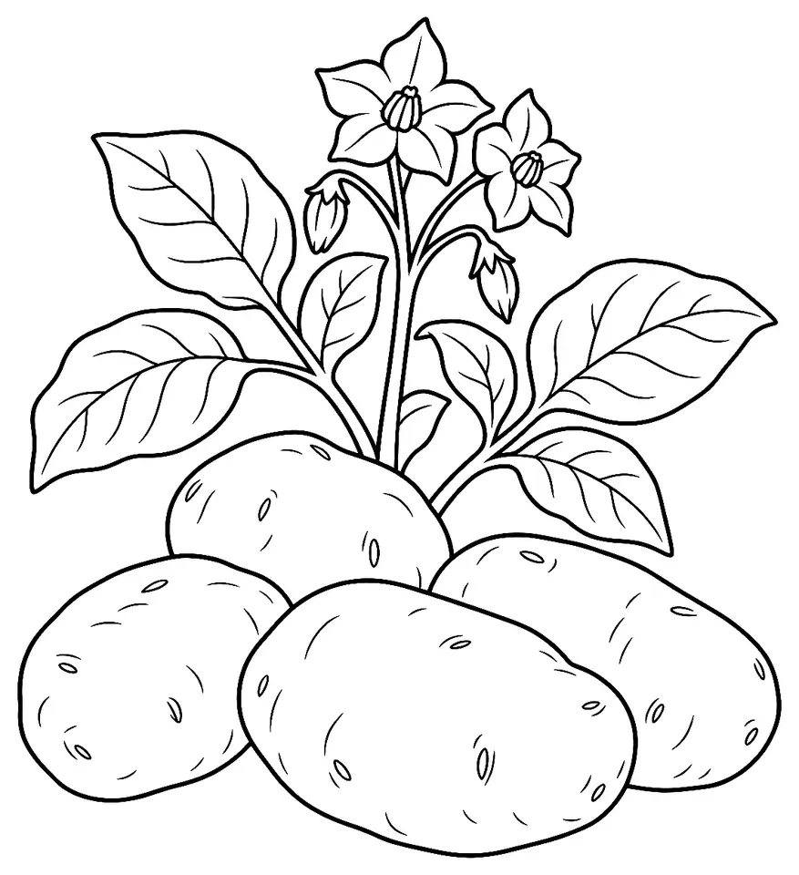 Coloriage de Pomme de terre de Merville : dessin au trait noir à colorier