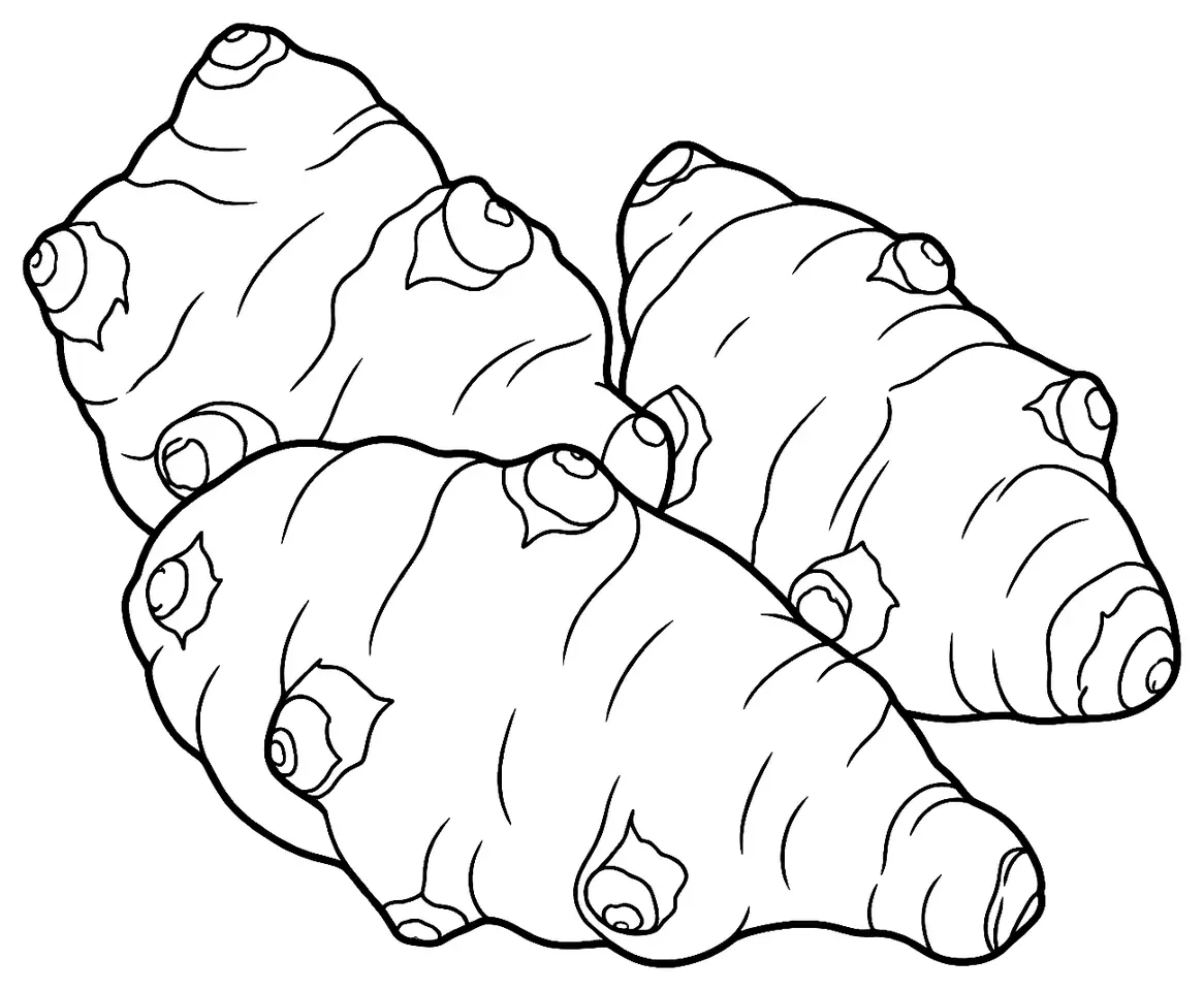 Coloriage de Topinambour : dessin au trait noir à colorier