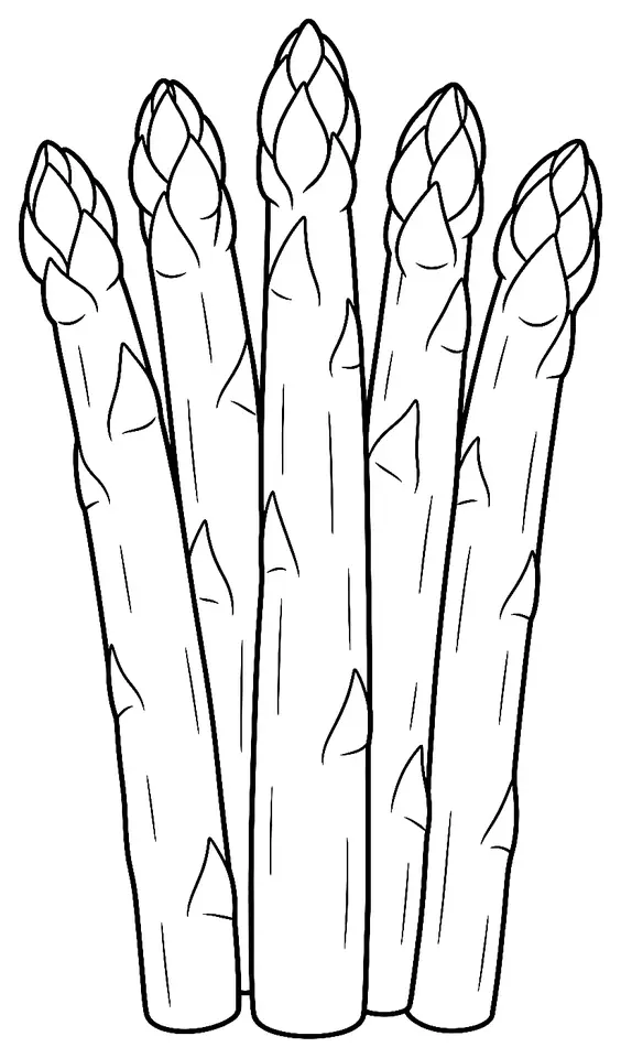 Coloriage de Asperge des Sables des Landes : dessin au trait noir à colorier
