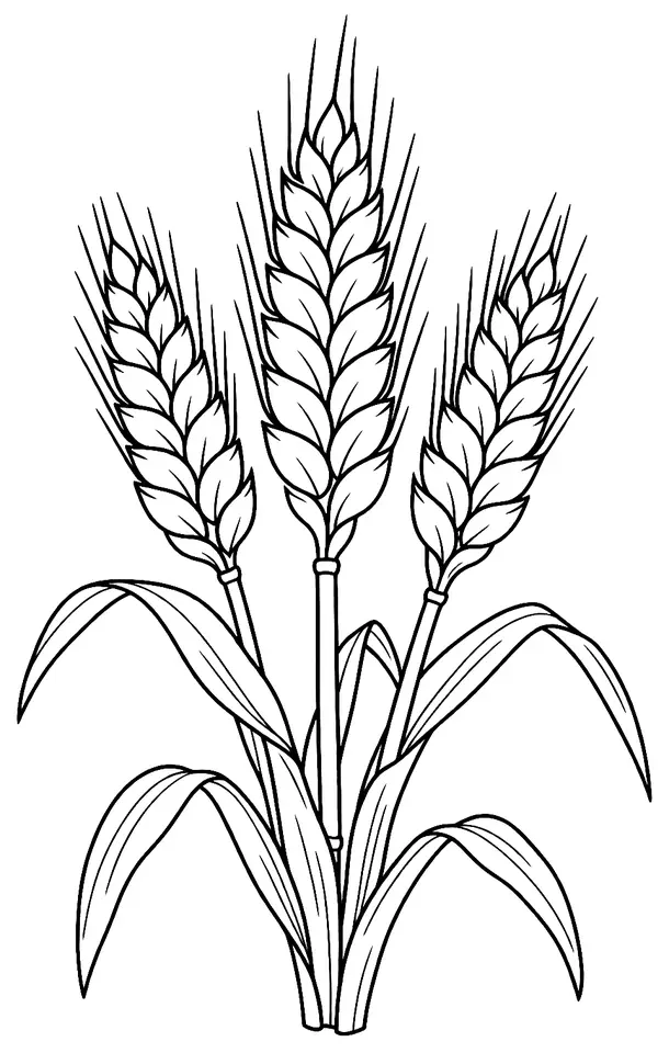 Coloriage de Blé Norin 10 : dessin au trait noir à colorier