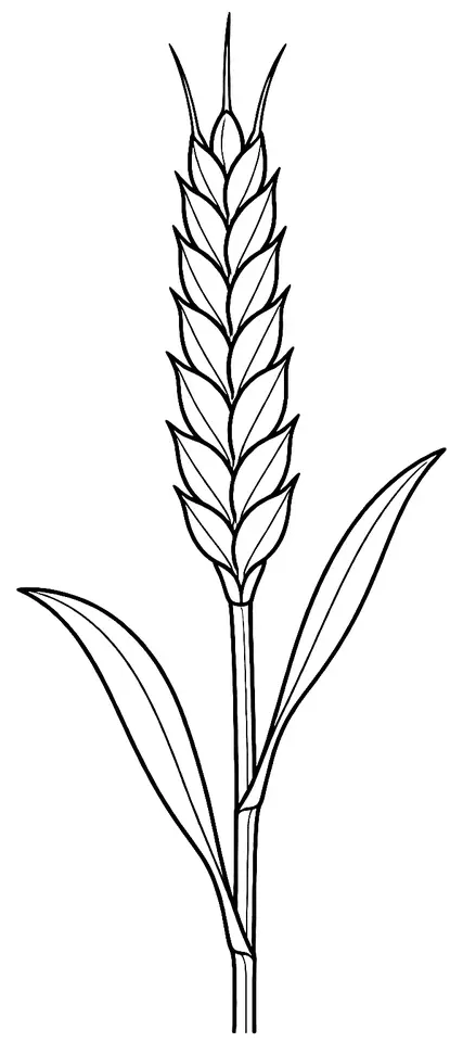 Coloriage de Blé Red Fife : dessin au trait noir à colorier