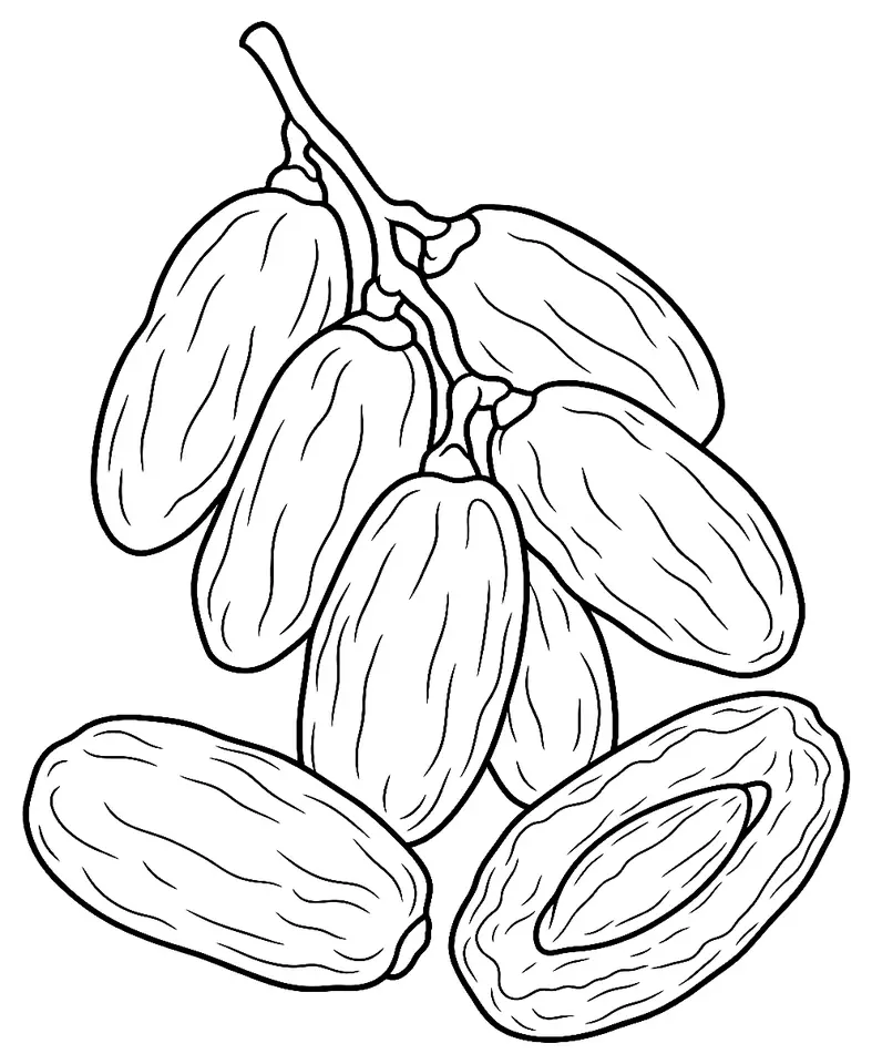 Coloriage de Deglet nour : dessin au trait noir à colorier