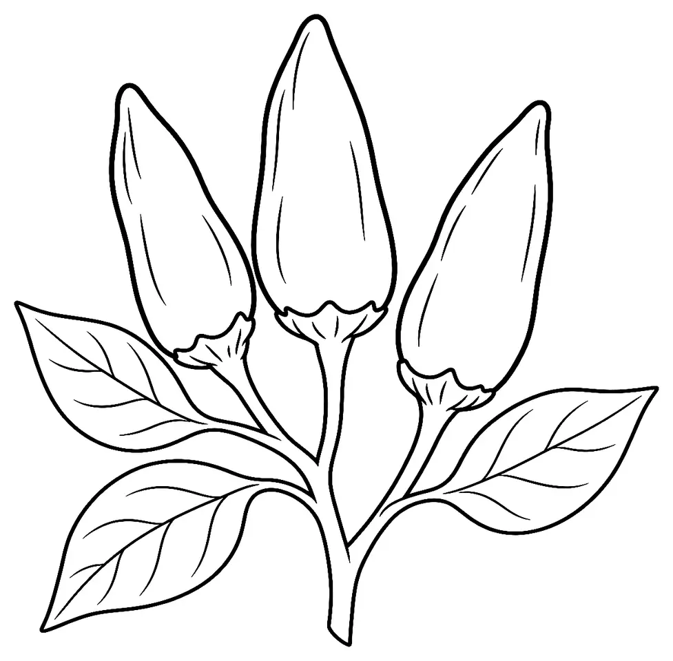 Coloriage de Piment de Fresno (légume) : dessin au trait noir à colorier