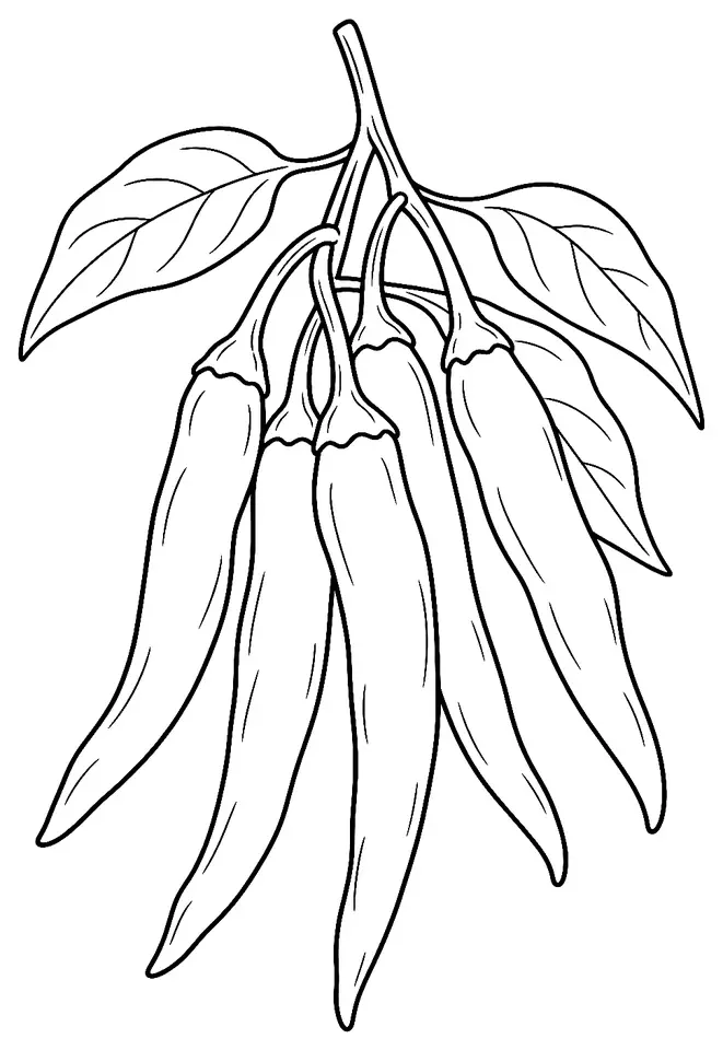 Coloriage de Guntur Sannam (légume) : dessin au trait noir à colorier