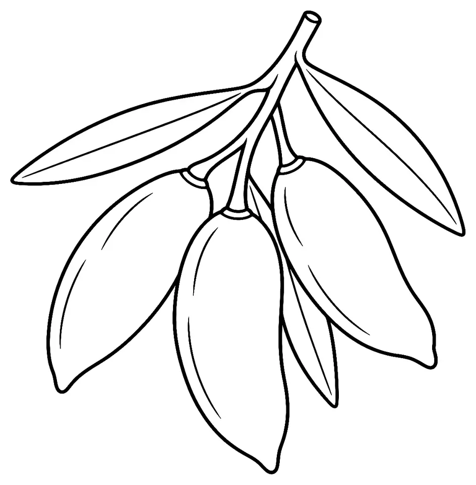 Coloriage de Lucques (légume) : dessin au trait noir à colorier