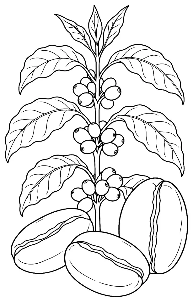Coloriage de Maragogype : dessin au trait noir à colorier