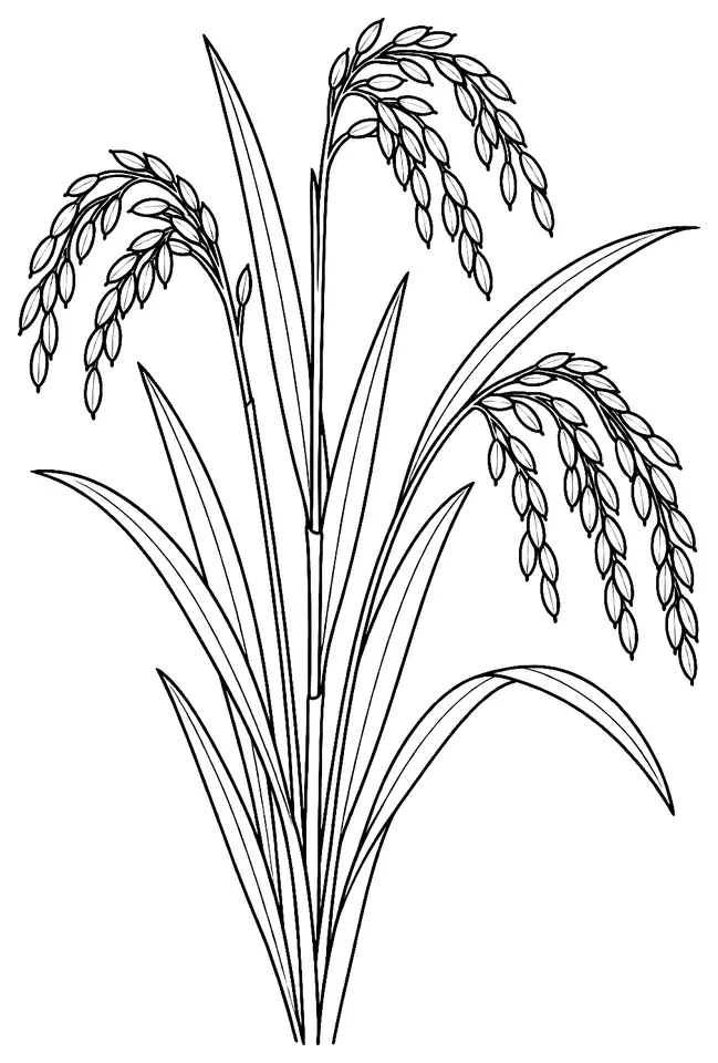 Coloriage de Oryza : dessin au trait noir à colorier
