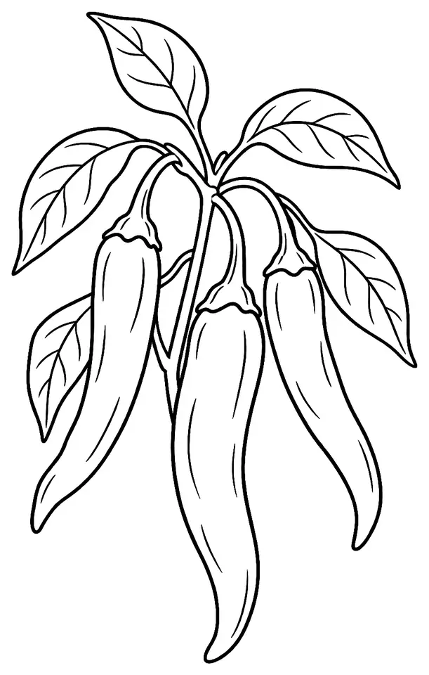 Coloriage de Peperoncino (légume) : dessin au trait noir à colorier