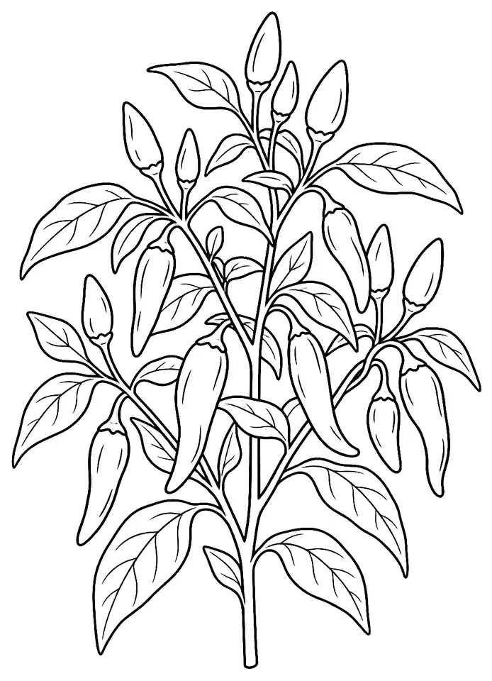 Coloriage de Pili-pili (légume) : dessin au trait noir à colorier