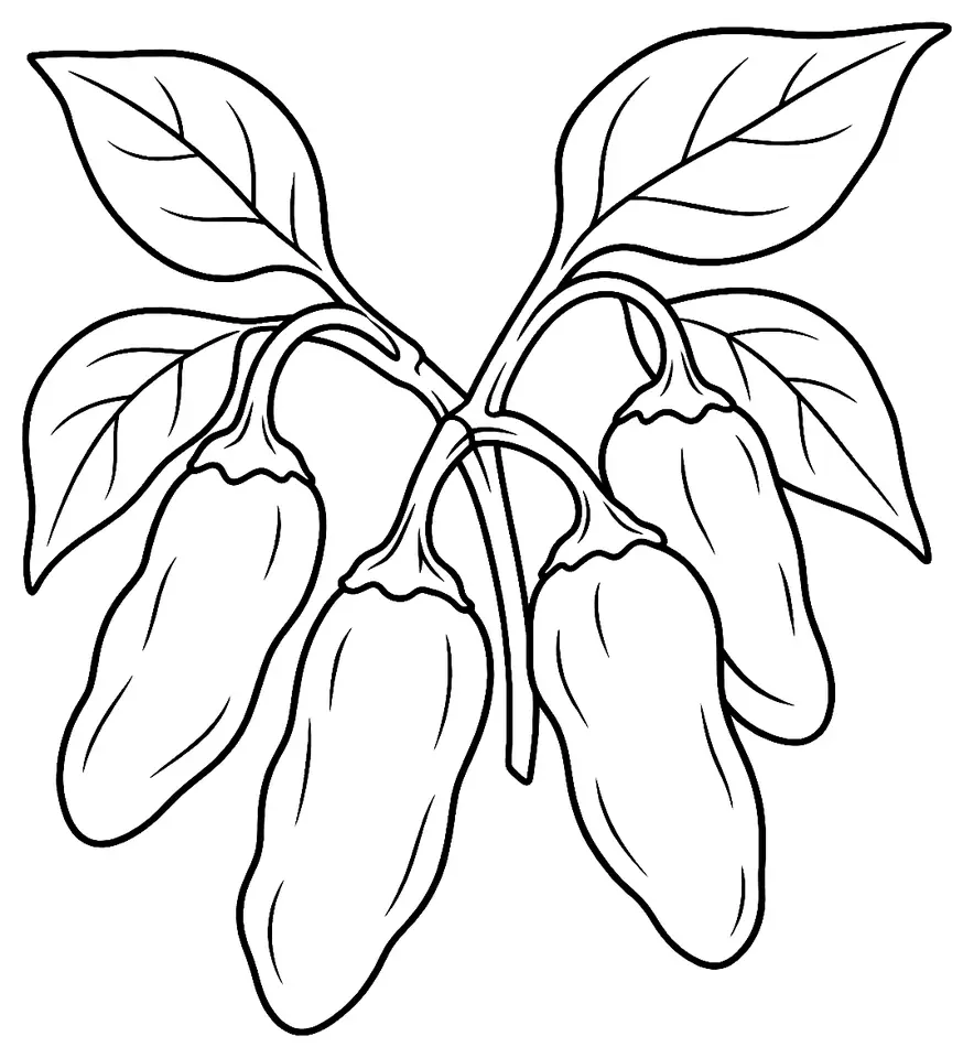Coloriage de Piment datil (légume) : dessin au trait noir à colorier