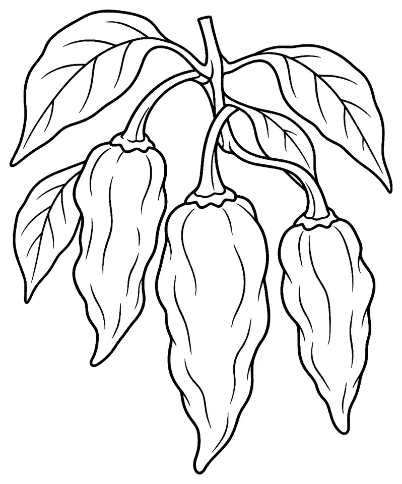 Coloriage de Piment Fatalii (légume) : dessin au trait noir à colorier