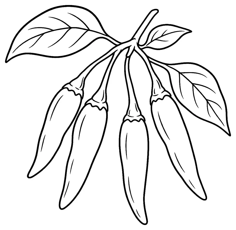 Coloriage de Piment Malagueta (légume) : dessin au trait noir à colorier